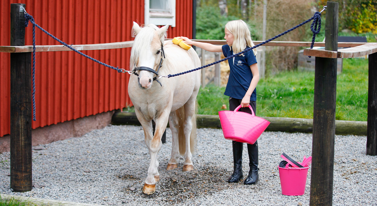 Grooming & Accessories